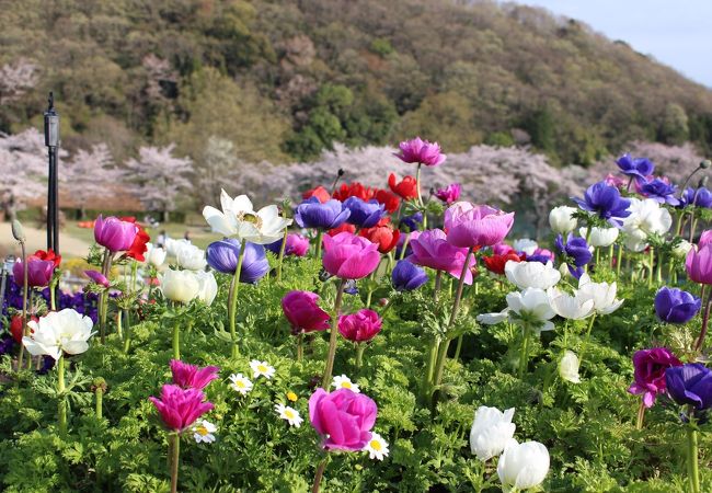 和歌山県植物公園緑花センター クチコミ アクセス 営業時間 岩出 紀の川 フォートラベル 和歌山県植物公園緑花センター クチコミ アクセス 営業時間 岩出 紀の川 フォートラベル