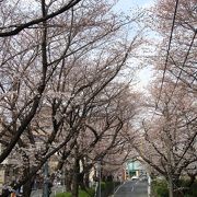 福山雅治さんの歌で有名になった桜坂でお花見