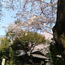 敷地内はとてもきれいでした！