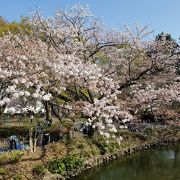 春にはさくらまつりも