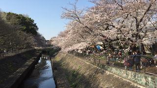 都内だけど静かで桜が楽しめる