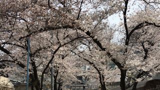 桜が綺麗