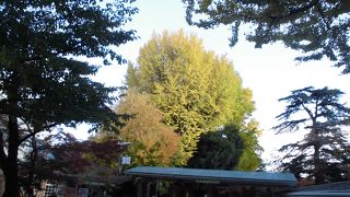 紅葉を楽しんできました