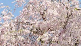 枝垂桜が綺麗、穴場です