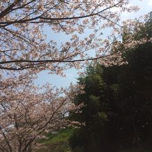 駐車場からビジター席に向かう桜並木がきれいでした。