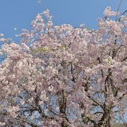 桜並木が綺麗でした