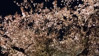 夜桜