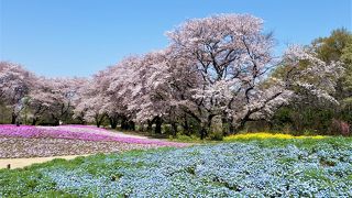 桜と芝桜と菜の花とネモフィラの競演