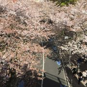 橋の上から桜見物