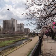 桜並木が両岸に続きます