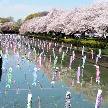 両側の桜も綺麗でした