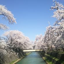 さちの池から噴水へ行く橋から撮りました。