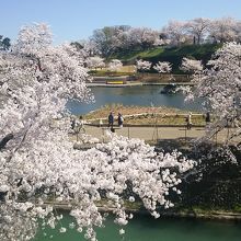 公園沿いの道路から撮りました。