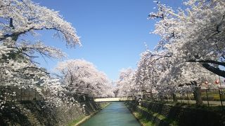 花見に行きました