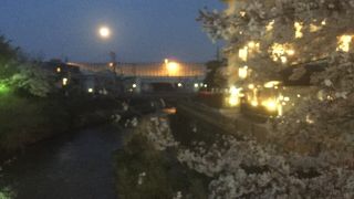 和田町駅前の桜が綺麗でした