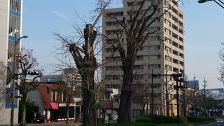 樹齢４００年と言われるイチョウ