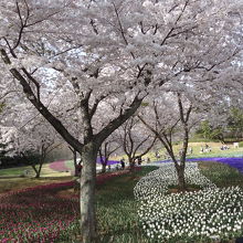満開の桜とチューリップ園