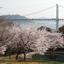 満開の桜と関門海峡