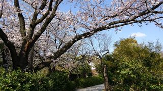 桜もありました