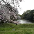 桜が映える