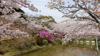 津駅近くの桜の名所