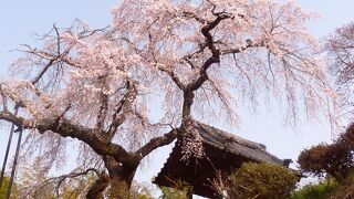 江戸時代、1727年に植樹されたしだれ桜。