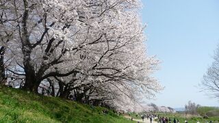 京都府NO.1人気のお花見スポットです！