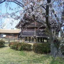 桜と復元住居