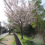 桜の名所のなれの果て