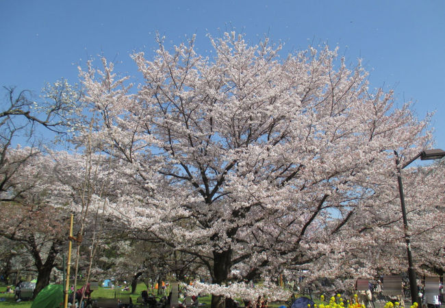 桜吹雪の中でした。