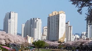 桜が本当に綺麗でした。