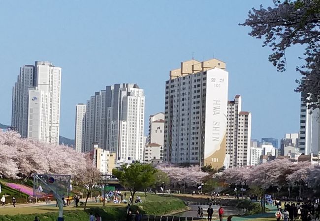 桜が本当に綺麗でした。