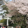 近隣の散歩、弓弦羽神社の桜等   