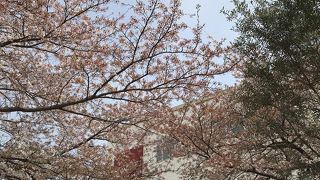 お花見もできます