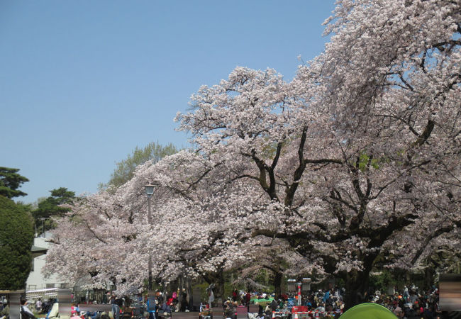 小金井桜まつり クチコミ アクセス 営業時間 国分寺 小金井 フォートラベル