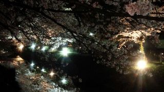 夜桜見物。