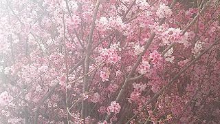 まだまだ銀座でお花見(’-’*)♪