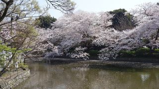 桜が満開でした