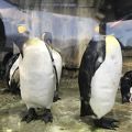 見て！食べて！おとなも楽しめる水族館♪