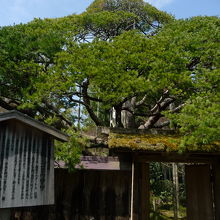 ひときわ目立つ、ジャンボサイズで青々と繁る