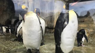 見て！食べて！おとなも楽しめる水族館♪