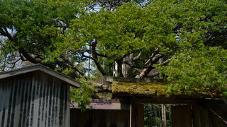 青々としたジャンボ五葉松