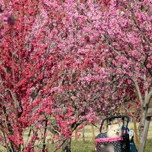 ワンコ連れがやたら多かった