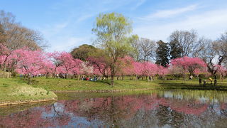 春のお花見は桜だけじゃない☆桃の名所！古河桃まつりアクセス方法
