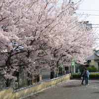 桜満開がホテルの前の駐車場に