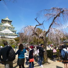 桜を背景に撮影していました。