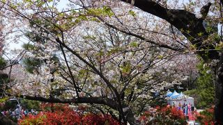 江戸時代から続く桜の名所の公園