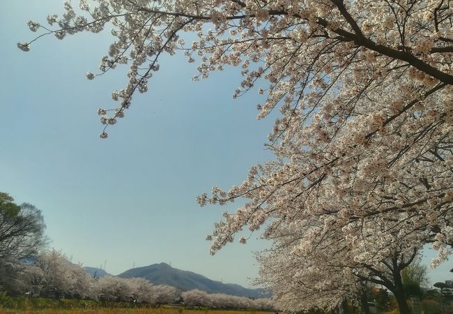 こだま千本桜まつり クチコミ アクセス 営業時間 本庄 上里 フォートラベル こだま千本桜まつり クチコミ アクセス 営業時間 本庄 上里 フォートラベル