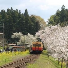 飯給駅の桜と菜の花のコラボ