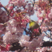 糸川沿いのあたみ桜にはメジロが…